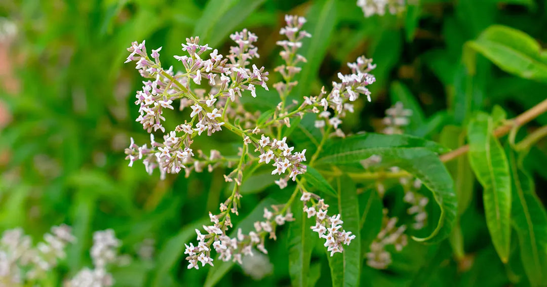 Bountiful Benefits of Our Verbena Collection